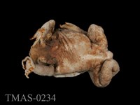 藏品(盤古蟾蜍)的圖片